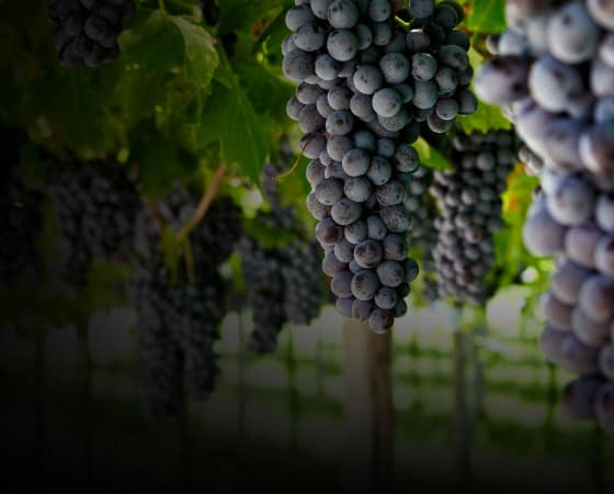 #eventimaster: Marcello Scandola, responsabile della comunicazione per l’azienda vitivinicola Allegrini, è ospite al nostro Master Food & Wine 3.0