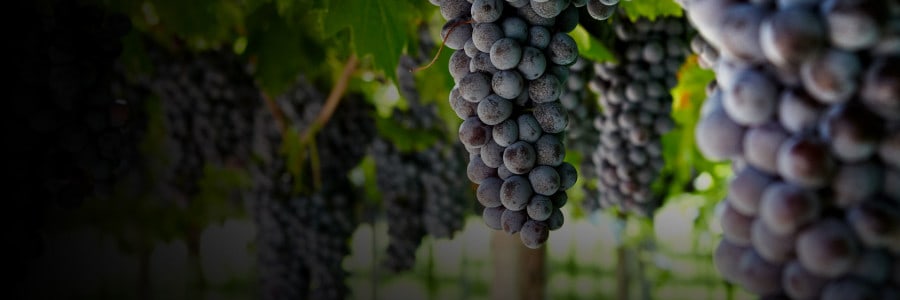 #eventimaster: Marcello Scandola, responsabile della comunicazione per l’azienda vitivinicola Allegrini, è ospite al nostro Master Food & Wine 3.0